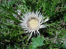 Blume