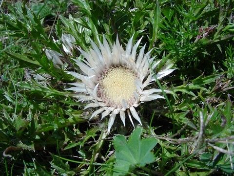 Blume