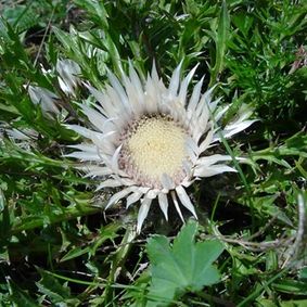 Blume